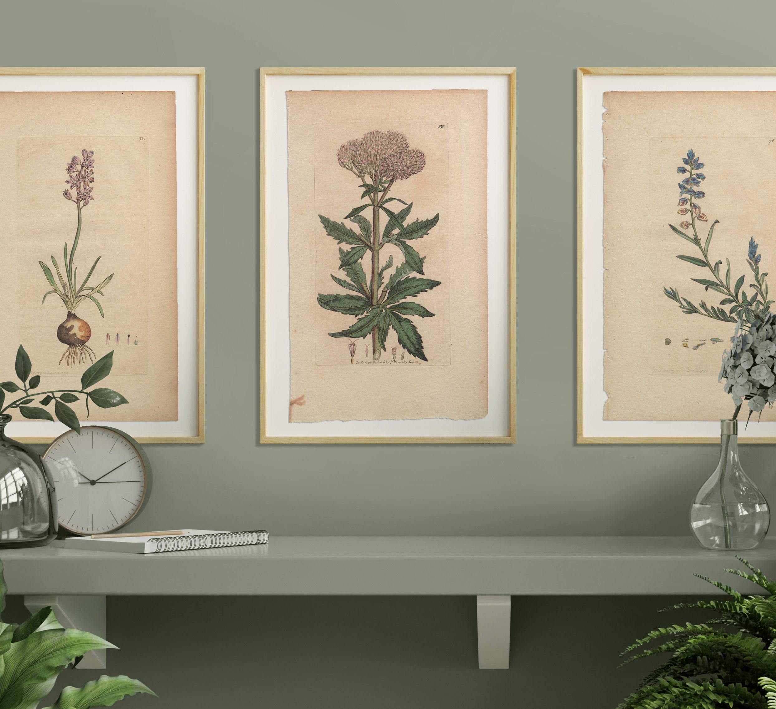 James Sowerby English Botany