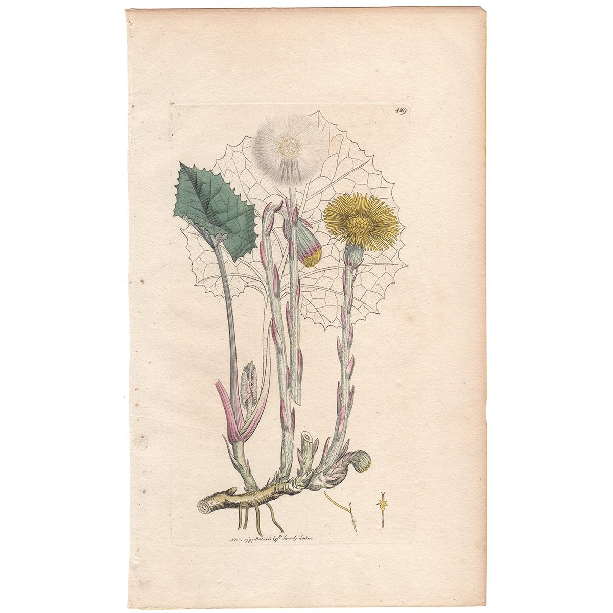 Sowerby Botany Plate 429 Colts-foot