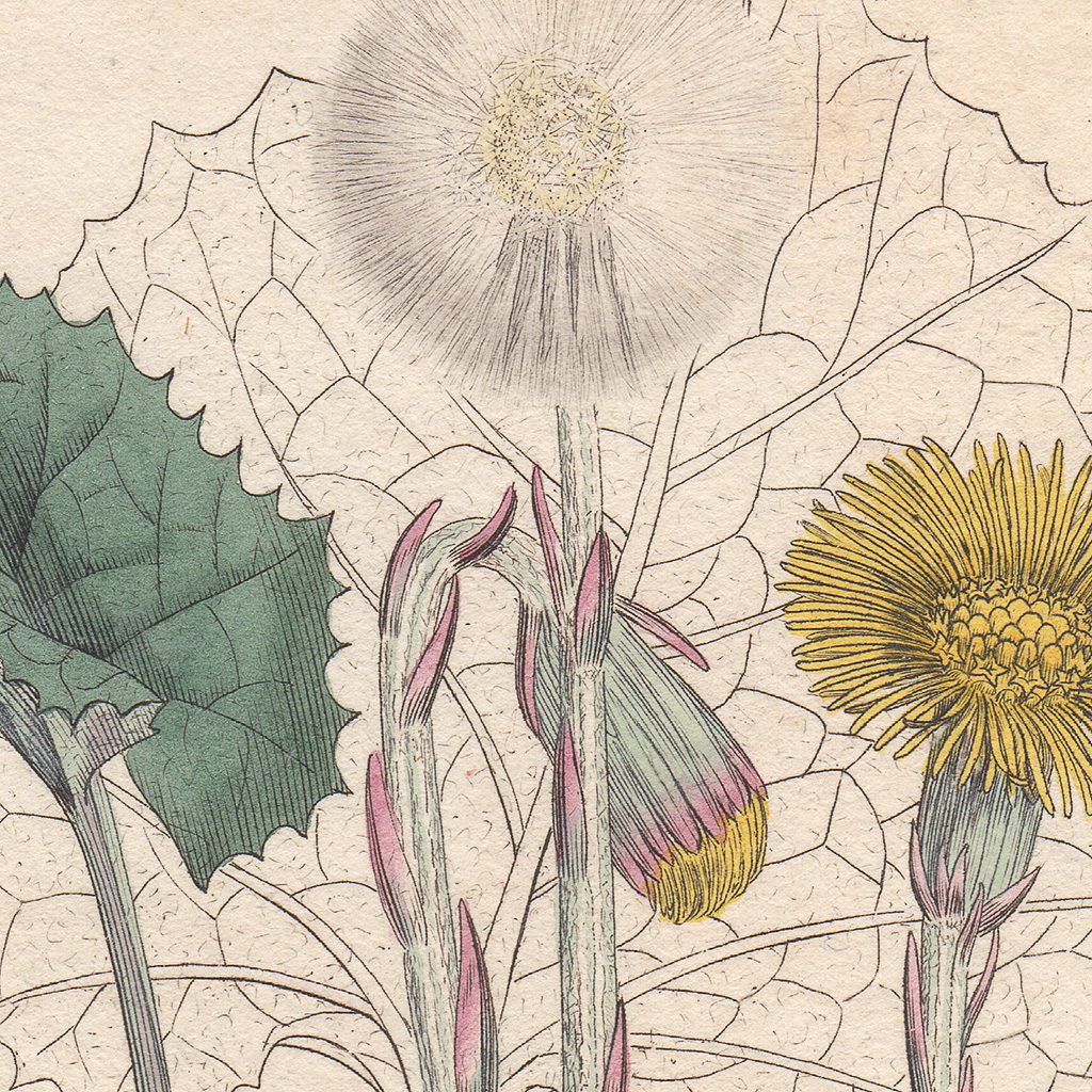 James Sowerby English Botany