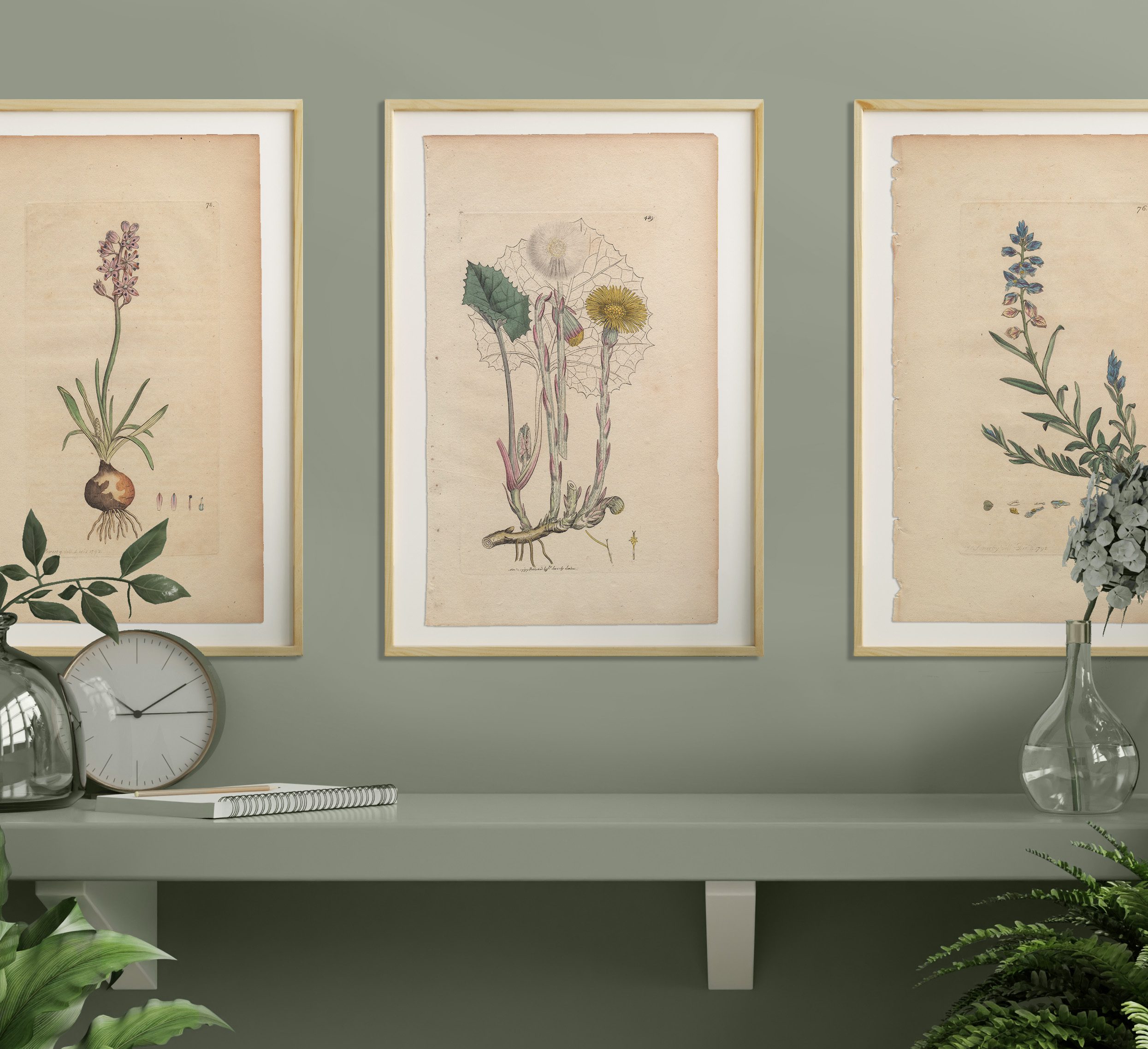 James Sowerby English Botany