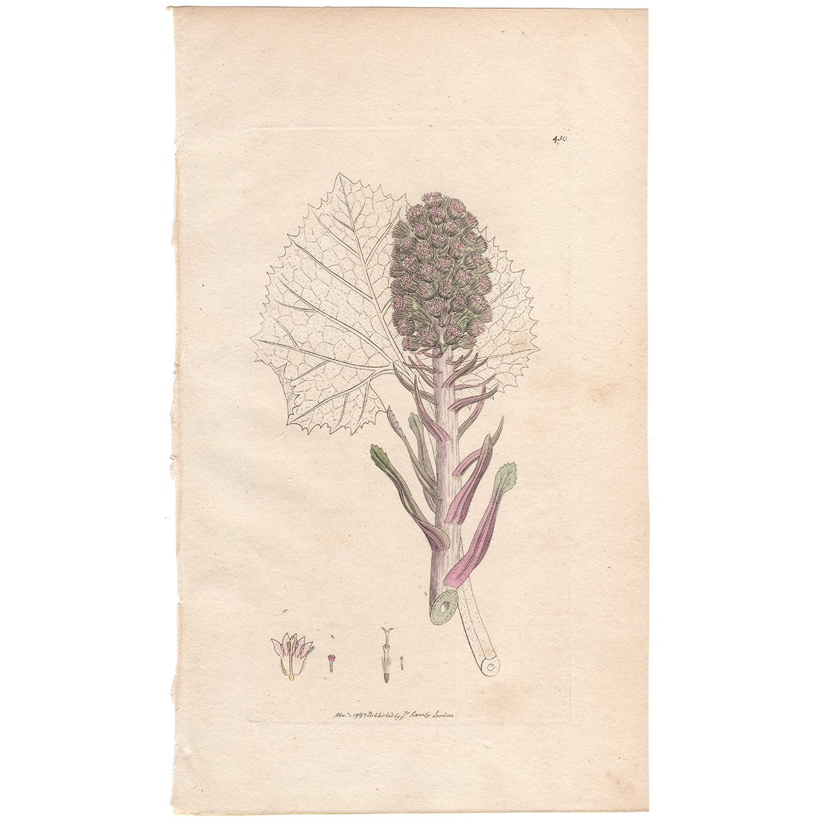 Sowerby Botany Plate 430 Longer-stalked Butter-bur