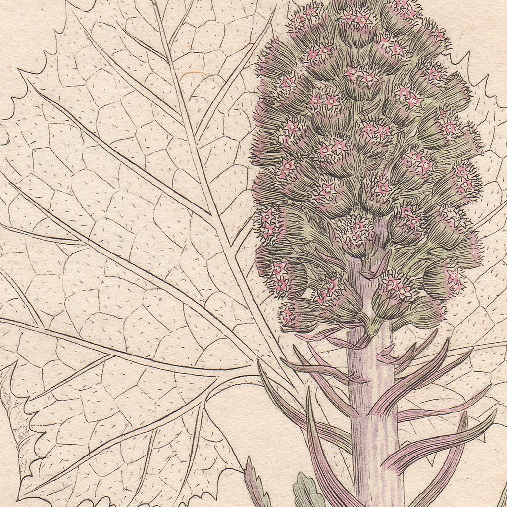 James Sowerby English Botany