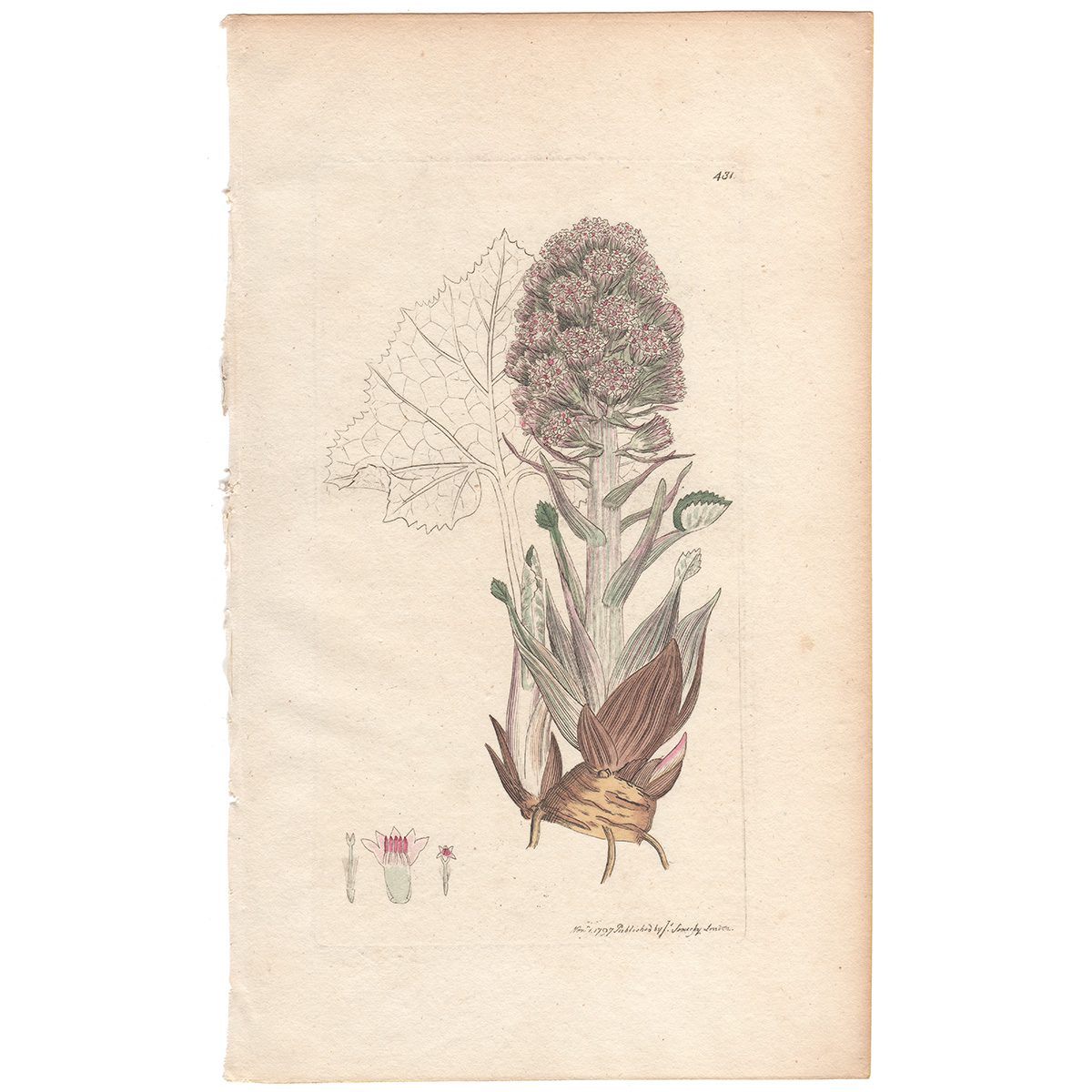 Sowerby Botany Plate 431 Common Butter-bur