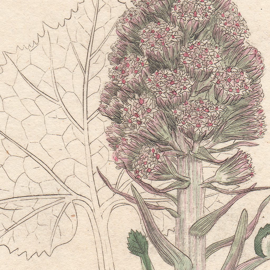 James Sowerby English Botany