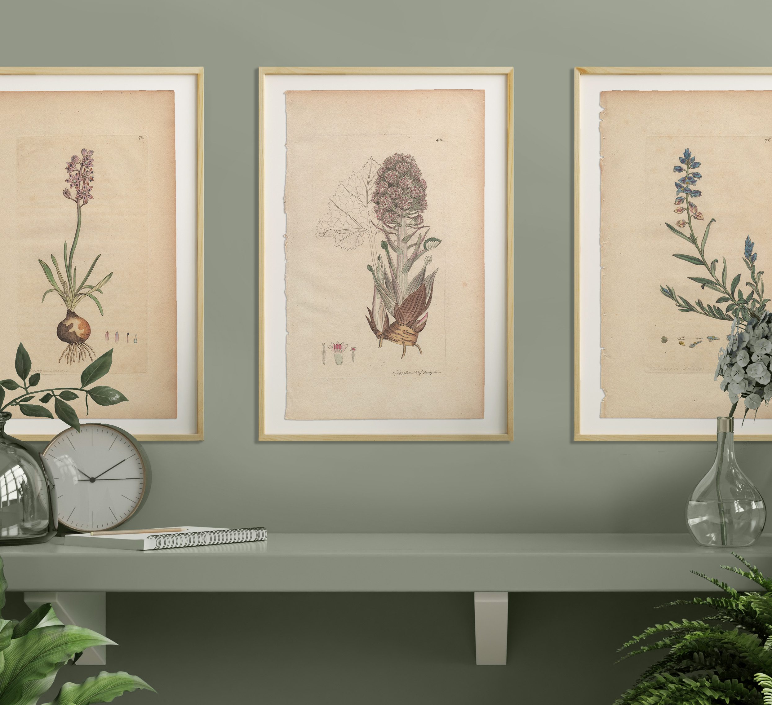 James Sowerby English Botany