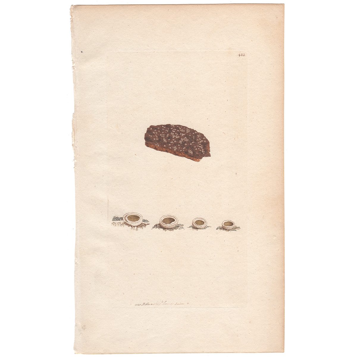 Sowerby Botany Plate 432 Mealy-bordered Lichen