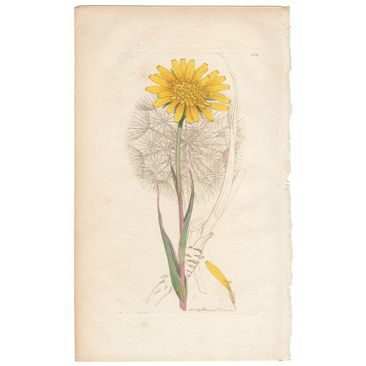 Sowerby Botany Plate 434 Yellow Goat's-beard