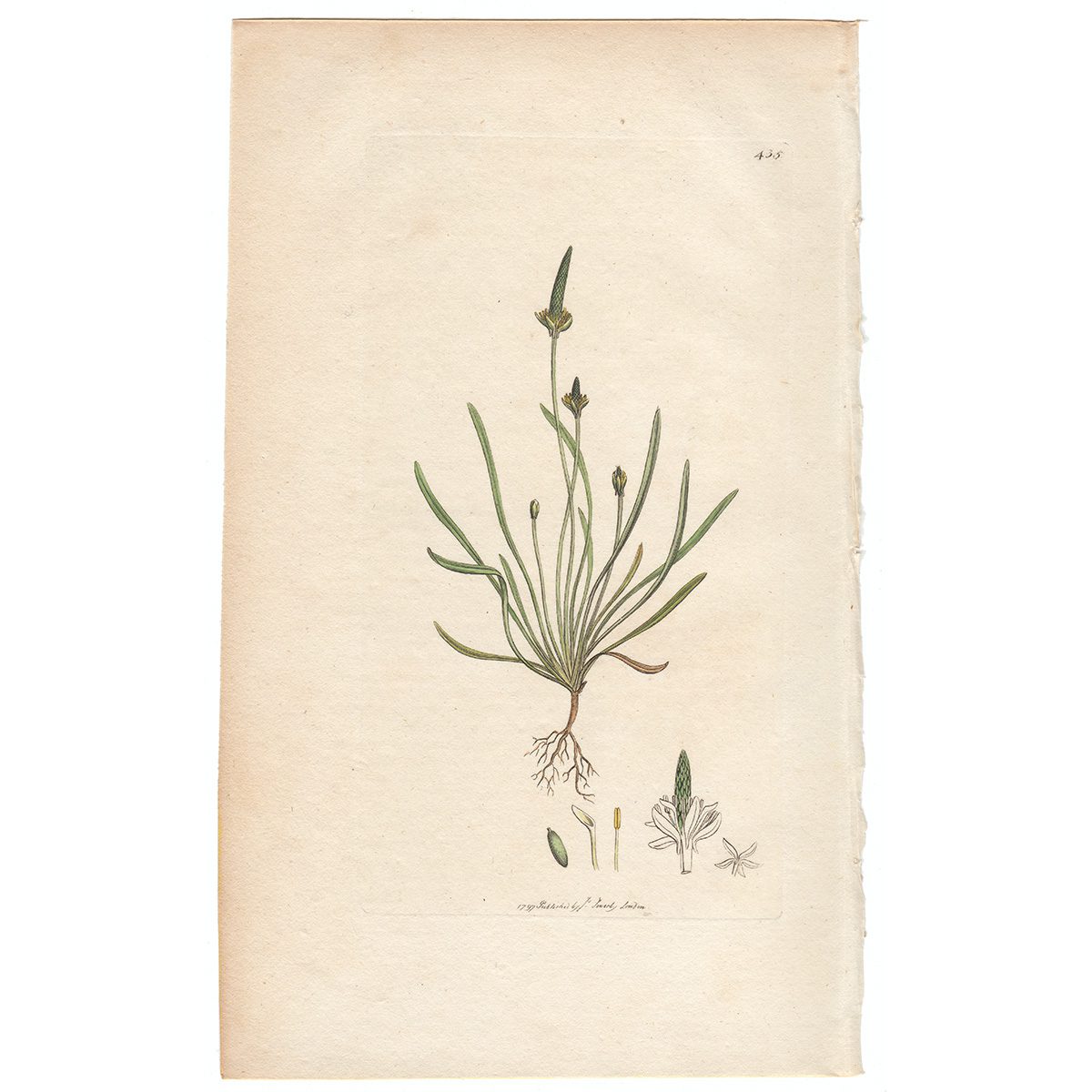 Sowerby Botany Plate 435 Mouse-tail