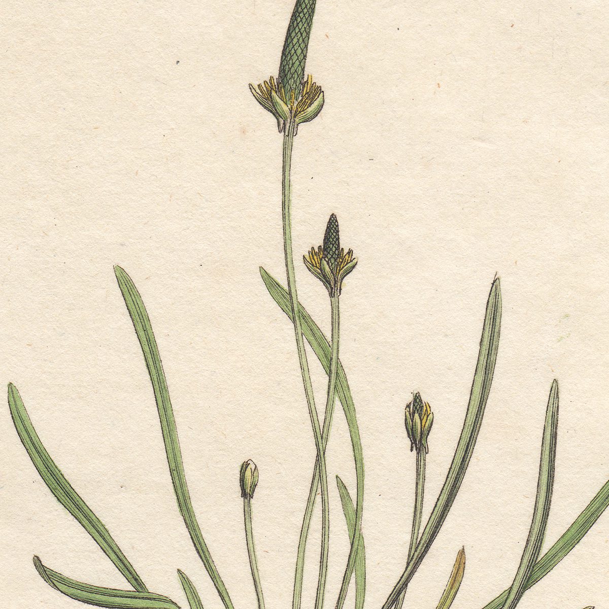 James Sowerby English Botany