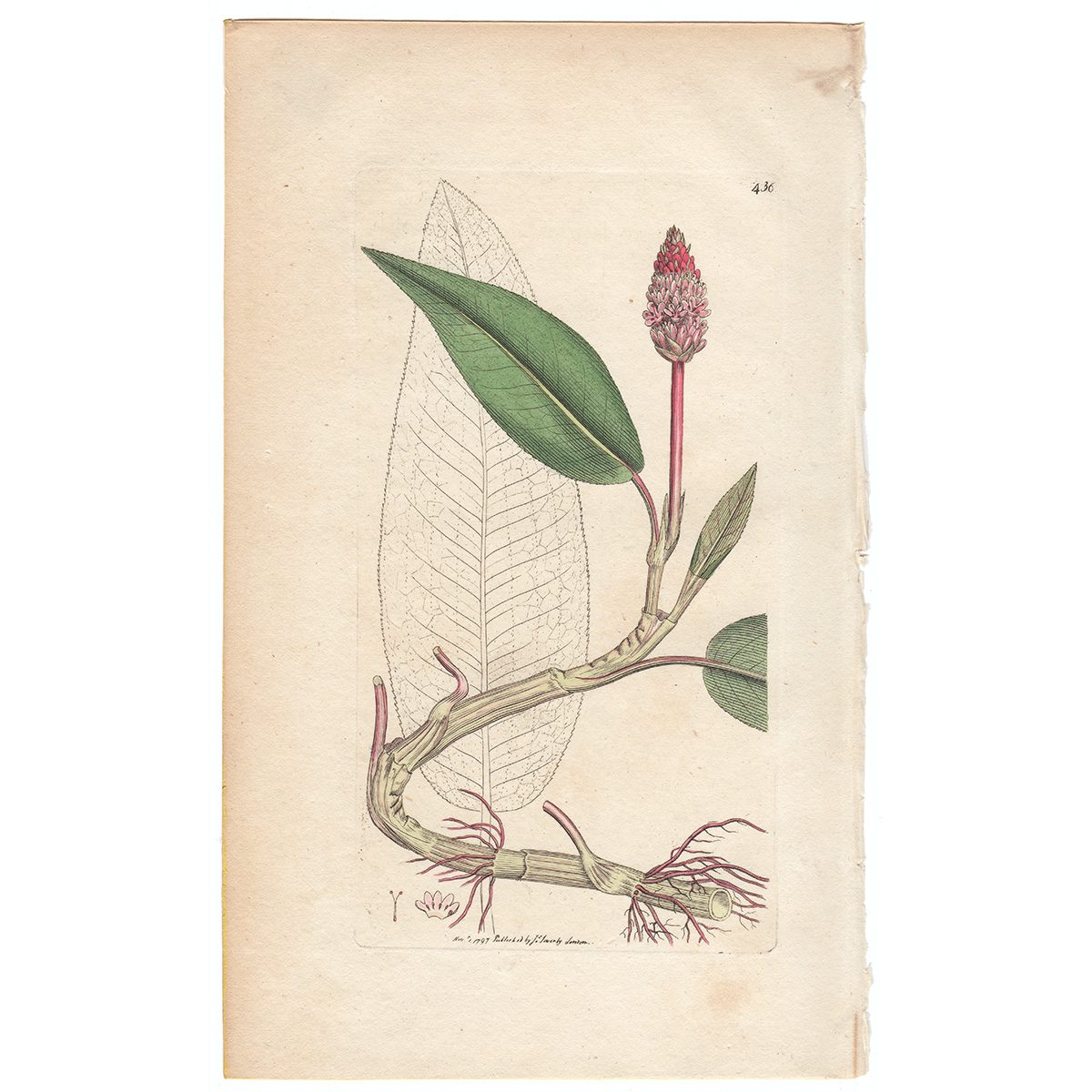 Sowerby Botany Plate 436 Amphibious Persicaria