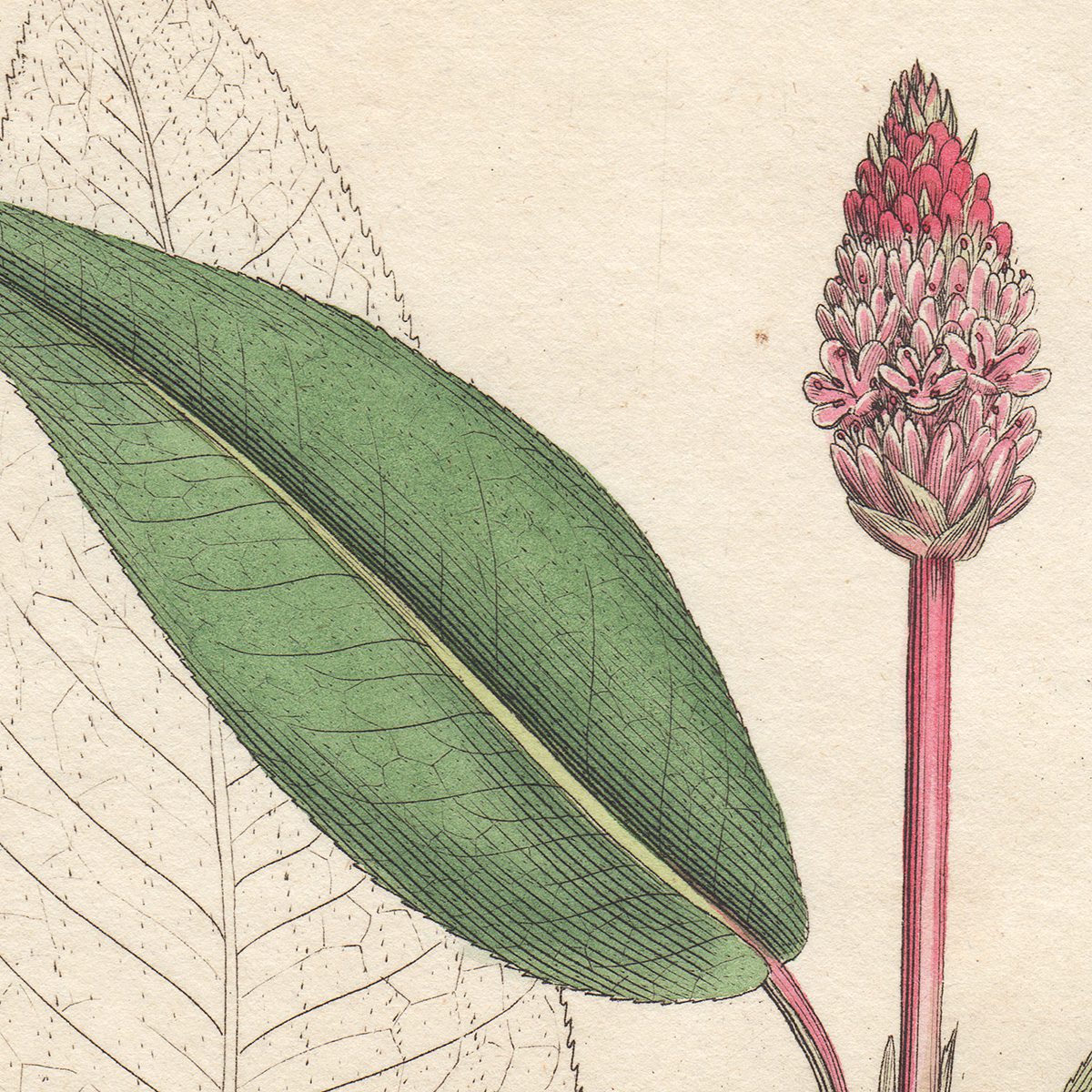 James Sowerby English Botany