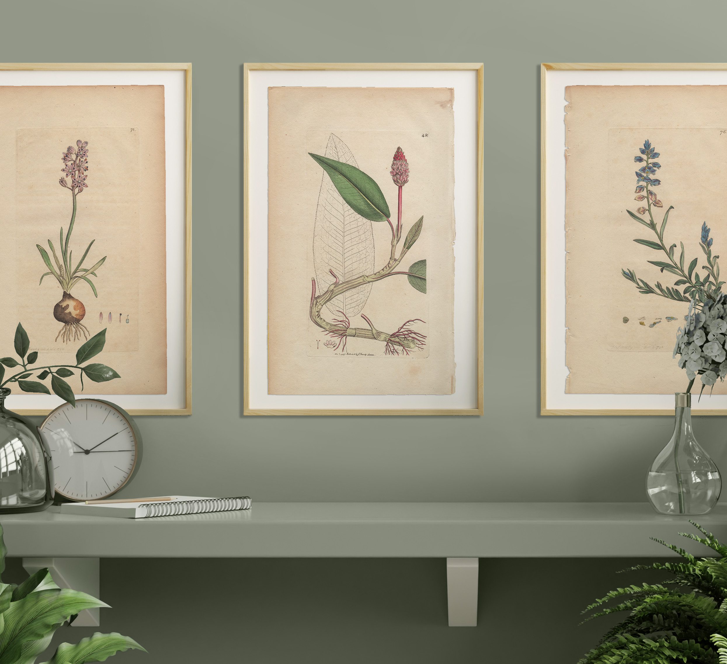 James Sowerby English Botany