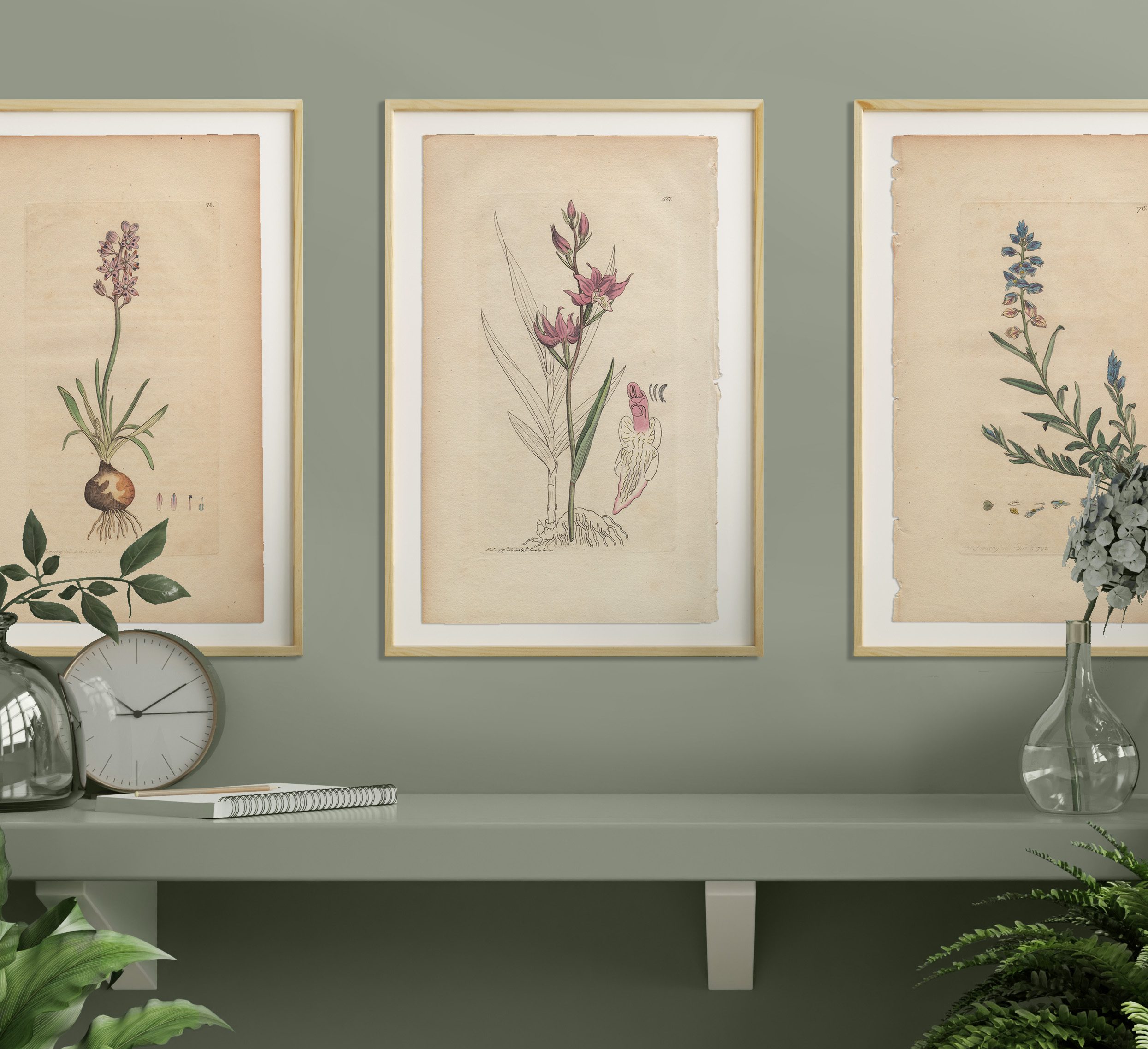 James Sowerby English Botany