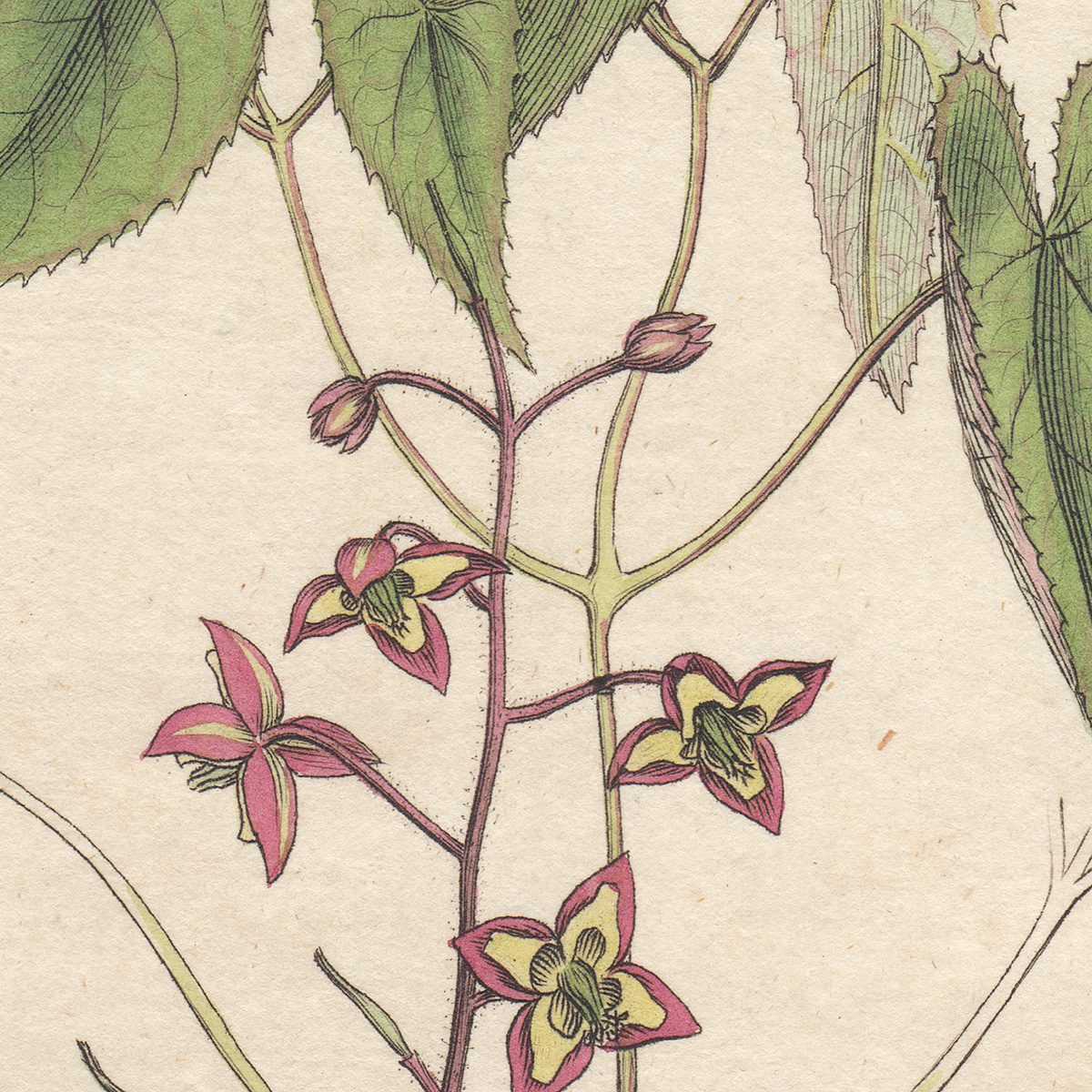 James Sowerby English Botany