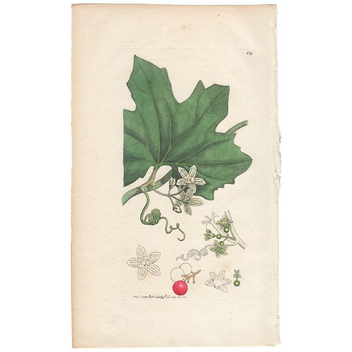 Sowerby Botany Plate 439 Red-berried Bryony