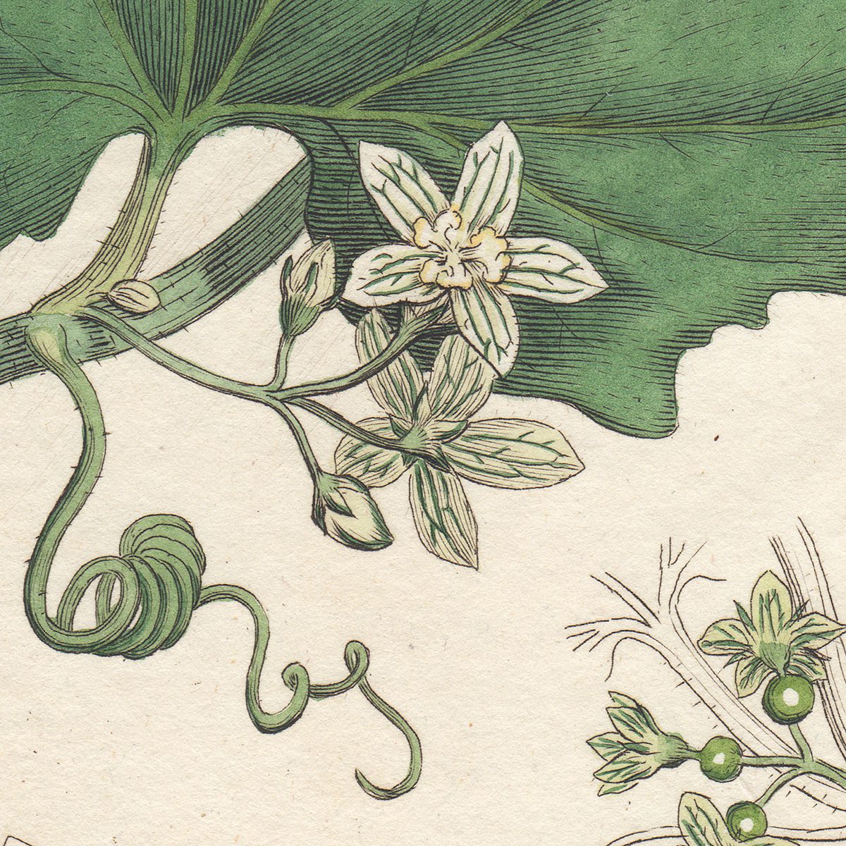 James Sowerby English Botany