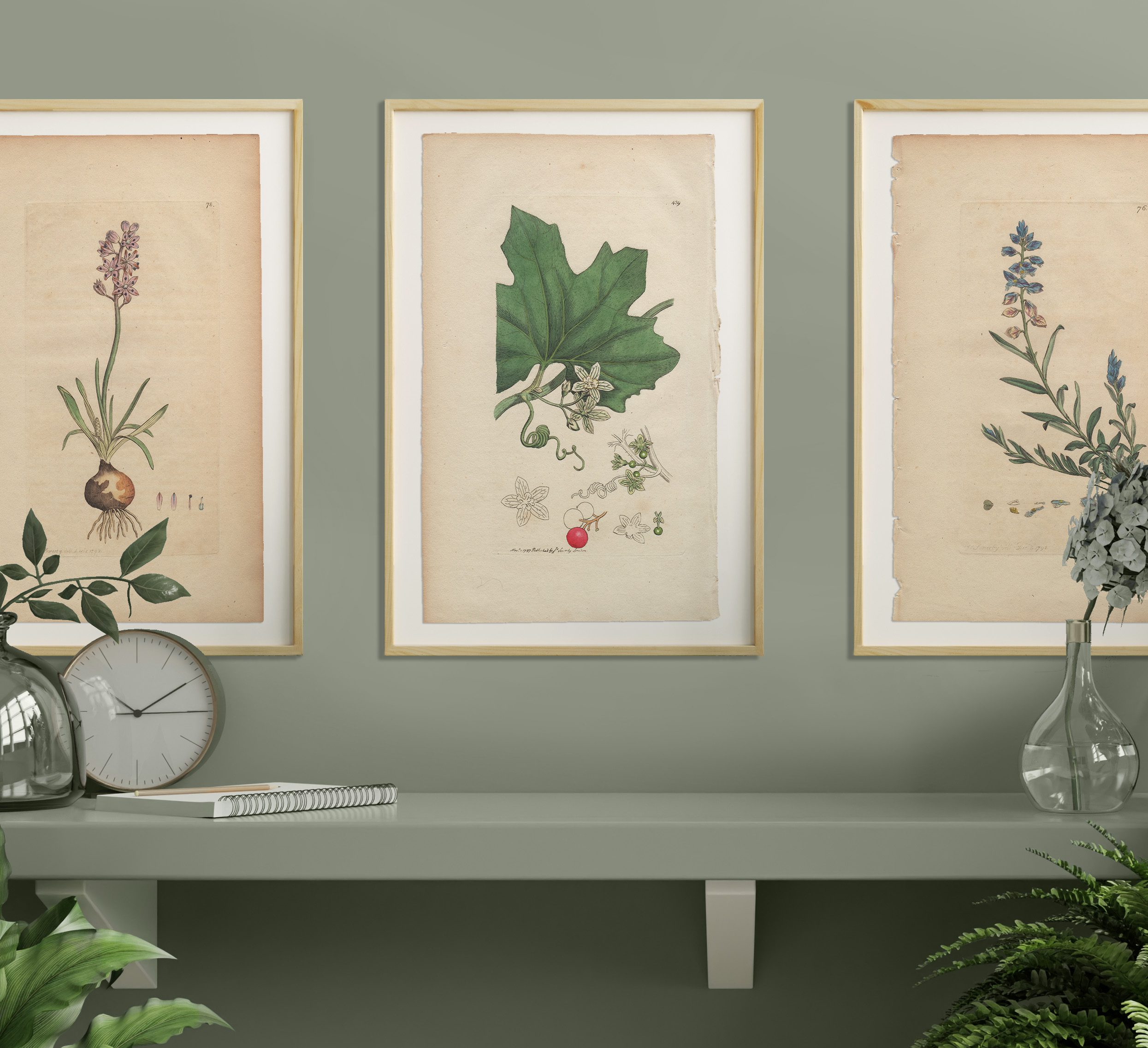 James Sowerby English Botany