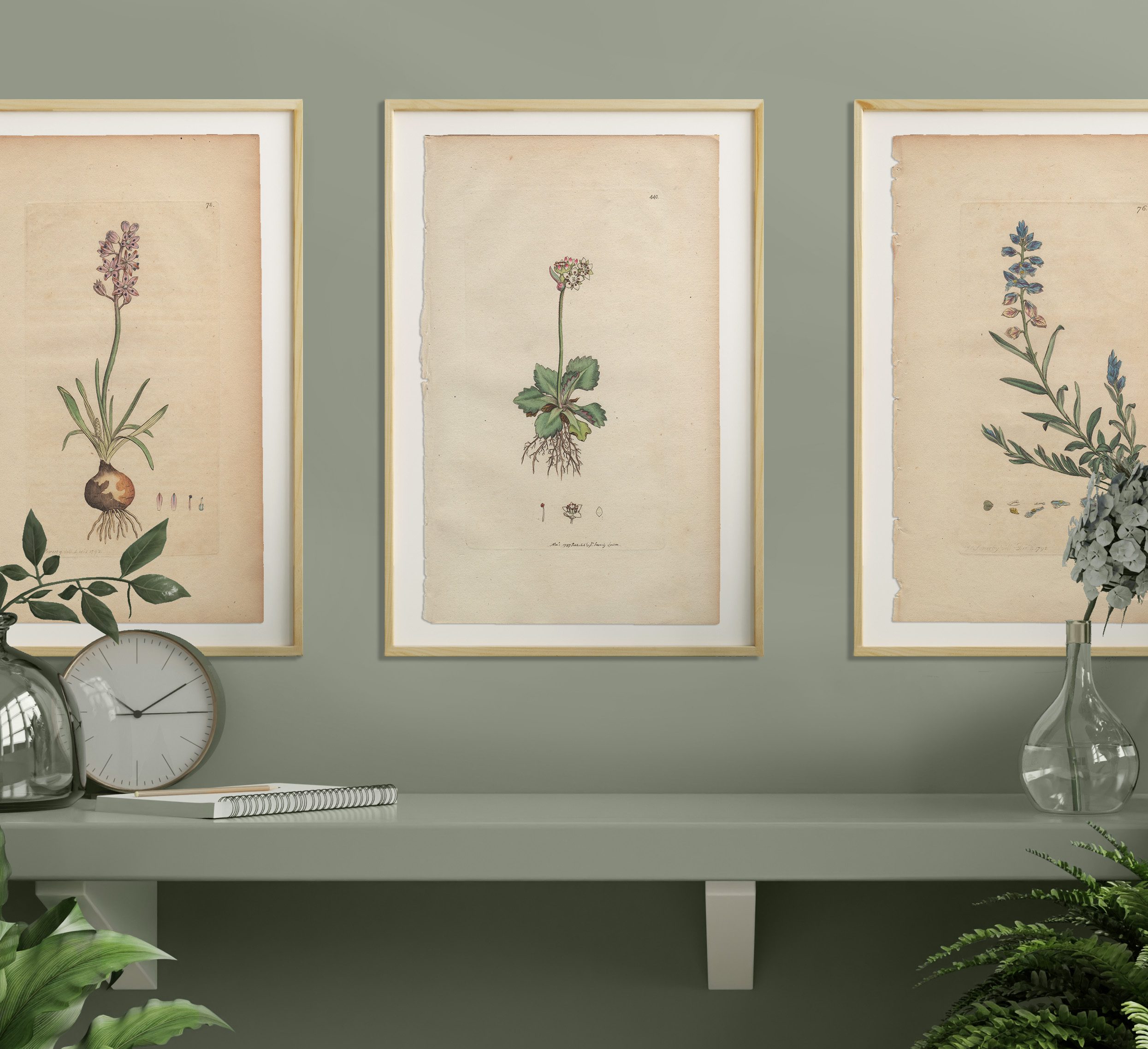 James Sowerby English Botany