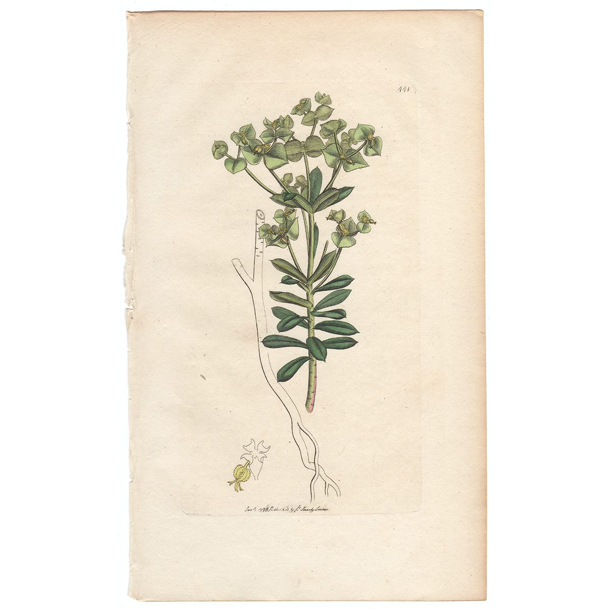 Sowerby Botany Plate 441 Portland Spurge