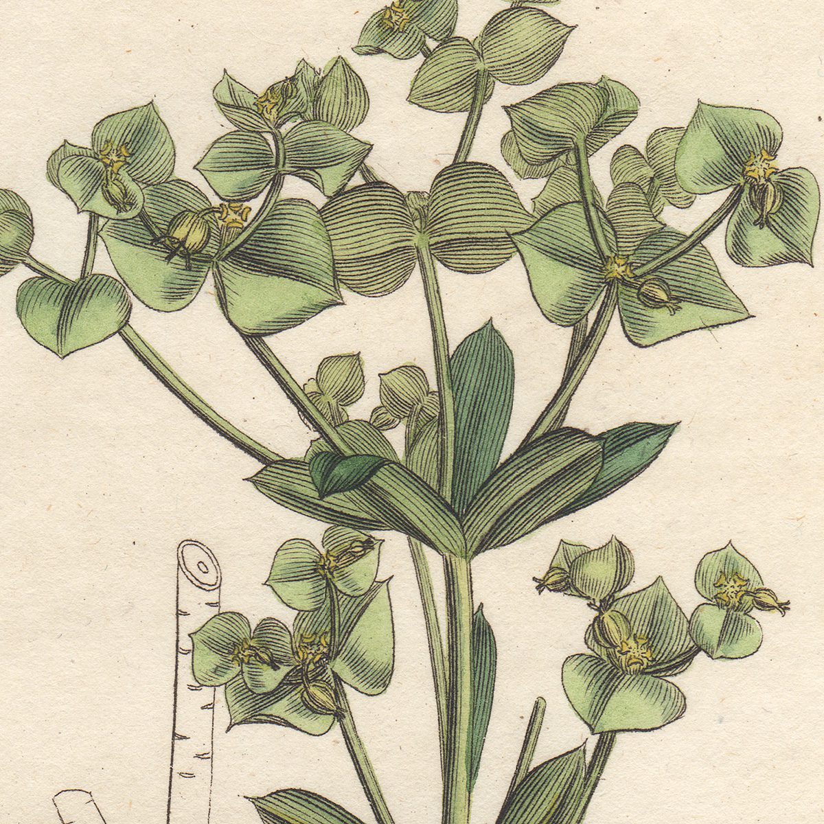 James Sowerby English Botany