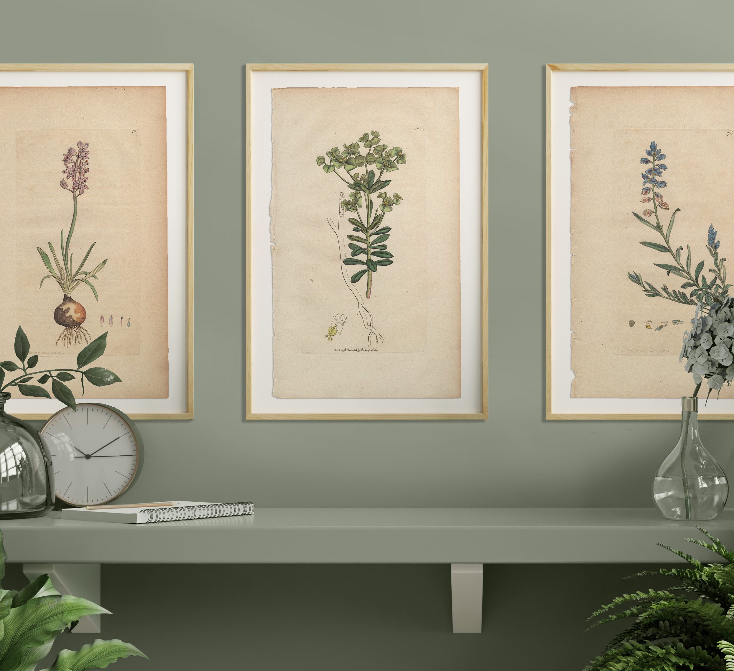 James Sowerby English Botany