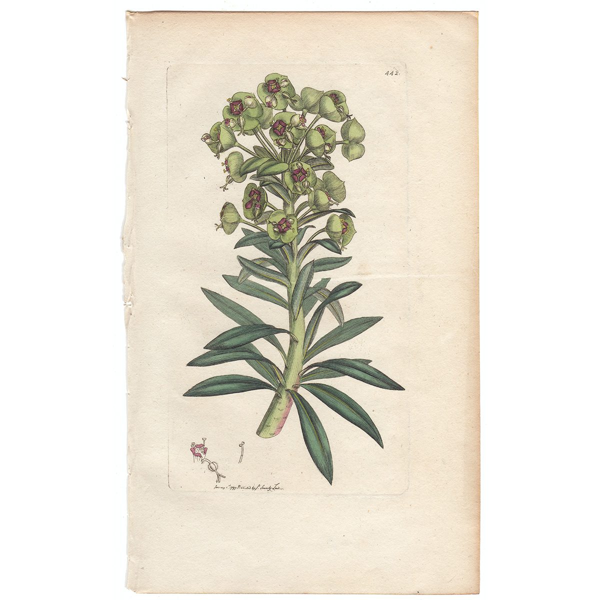 Sowerby Botany Plate 442 Red Spurge