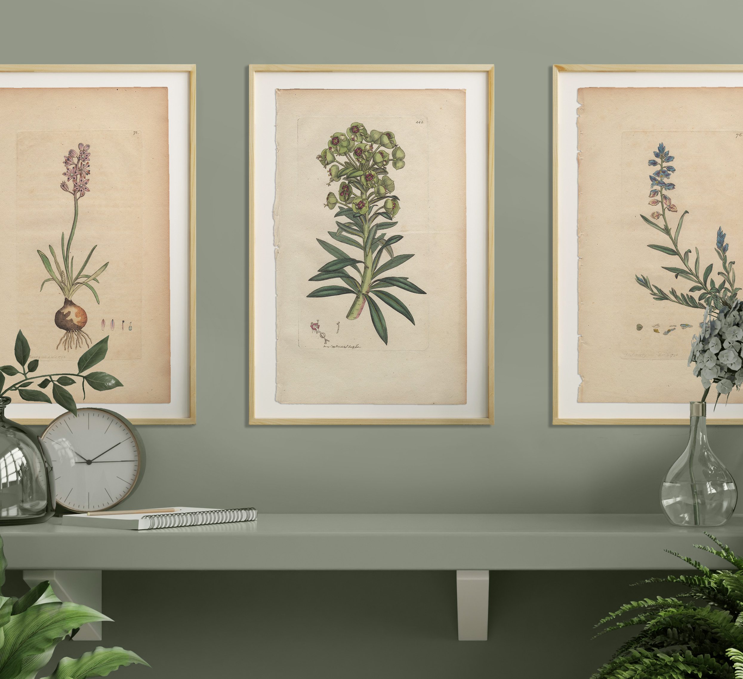 James Sowerby English Botany