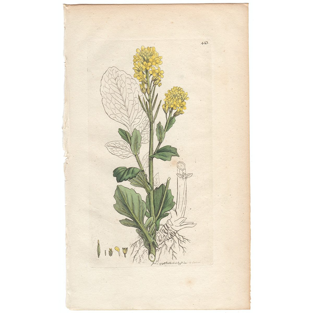 Sowerby Botany Plate 443 Yellow Rocket