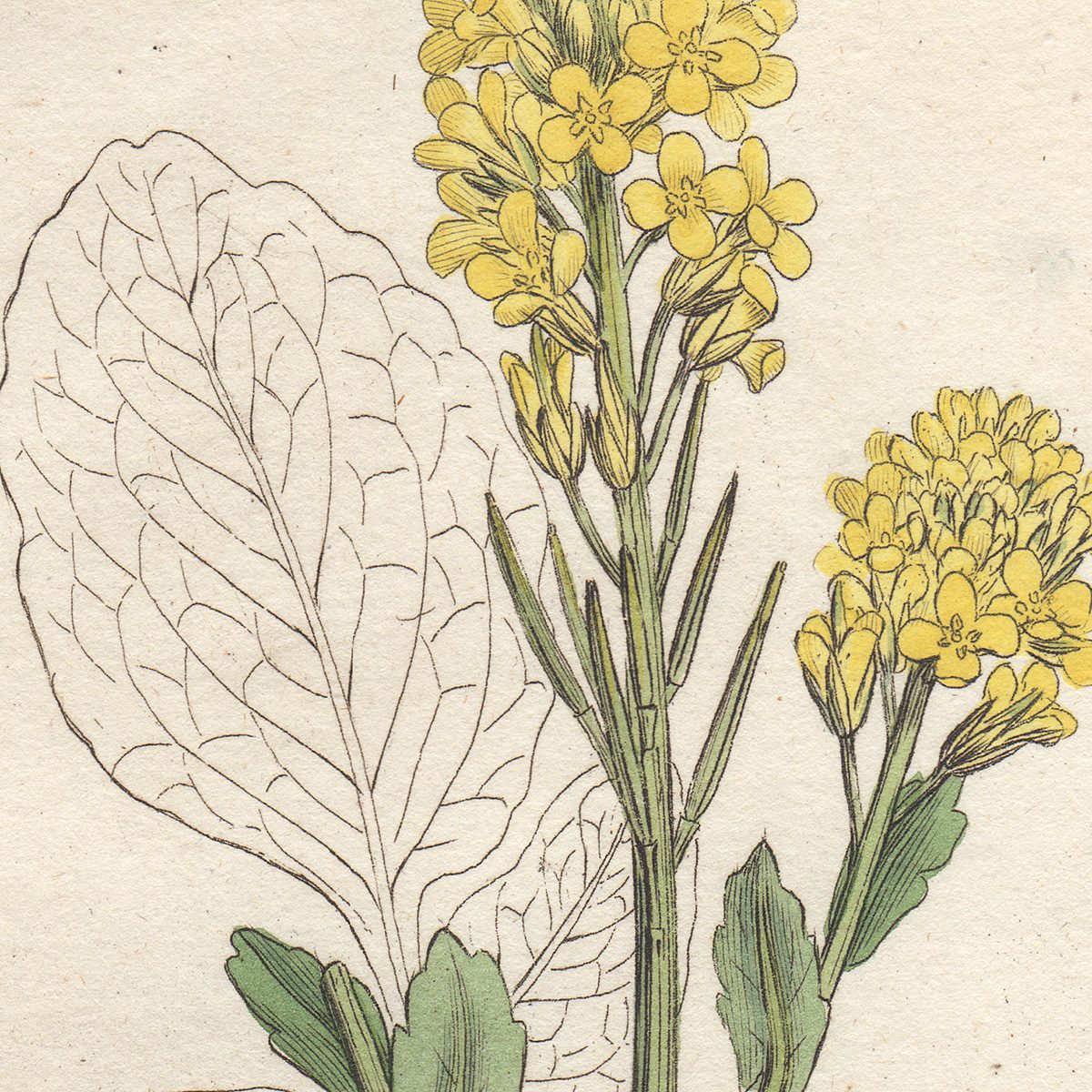 James Sowerby English Botany