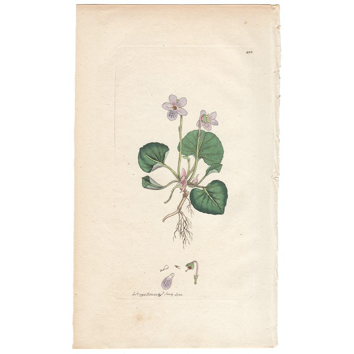 Sowerby Botany Plate 444 Marsh Violet