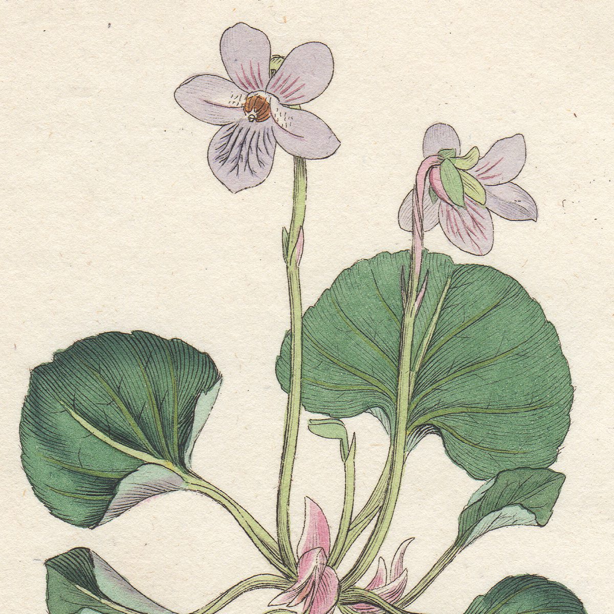 James Sowerby English Botany