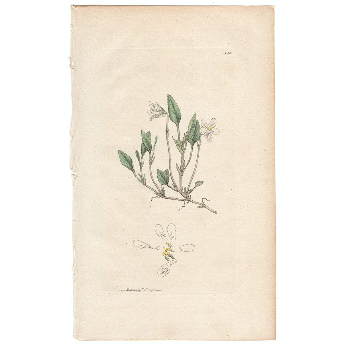 Sowerby Botany Plate 445 Cream-coloured Violet