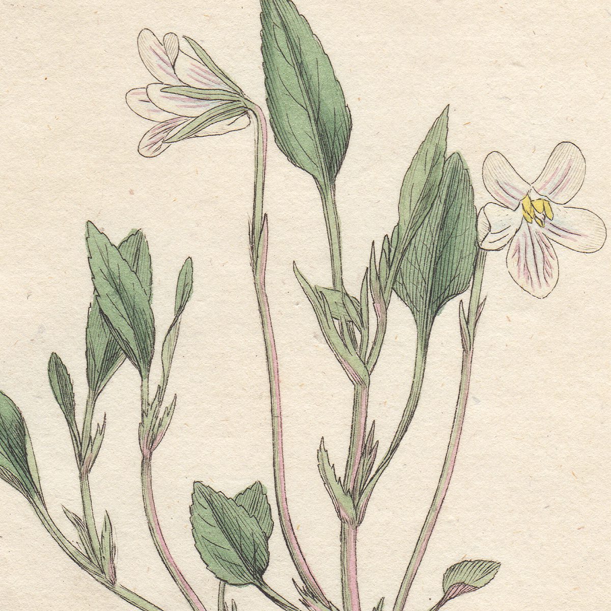 James Sowerby English Botany