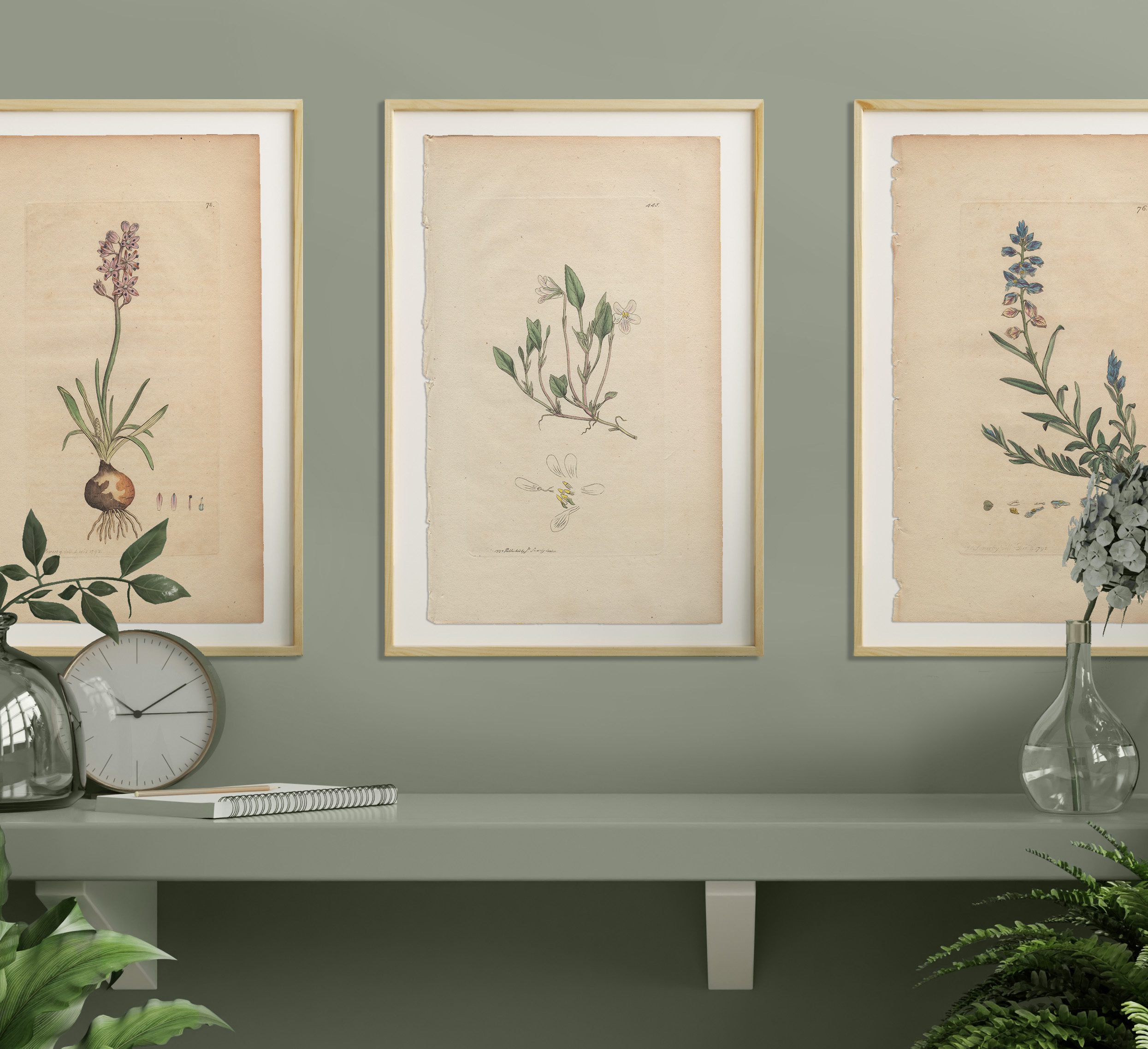 James Sowerby English Botany