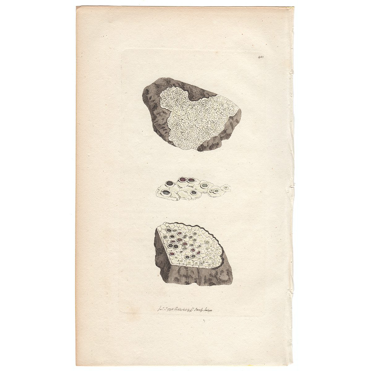 Sowerby Botany Plate 450 Dotted Lichen