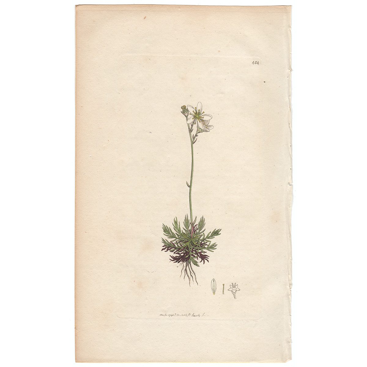 Sowerby Botany Plate 454 Mossy Saxifrage, or Ladies' Cushion
