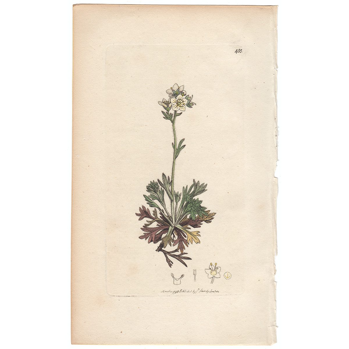 Sowerby Botany Plate 455 Palmate Saxifrage