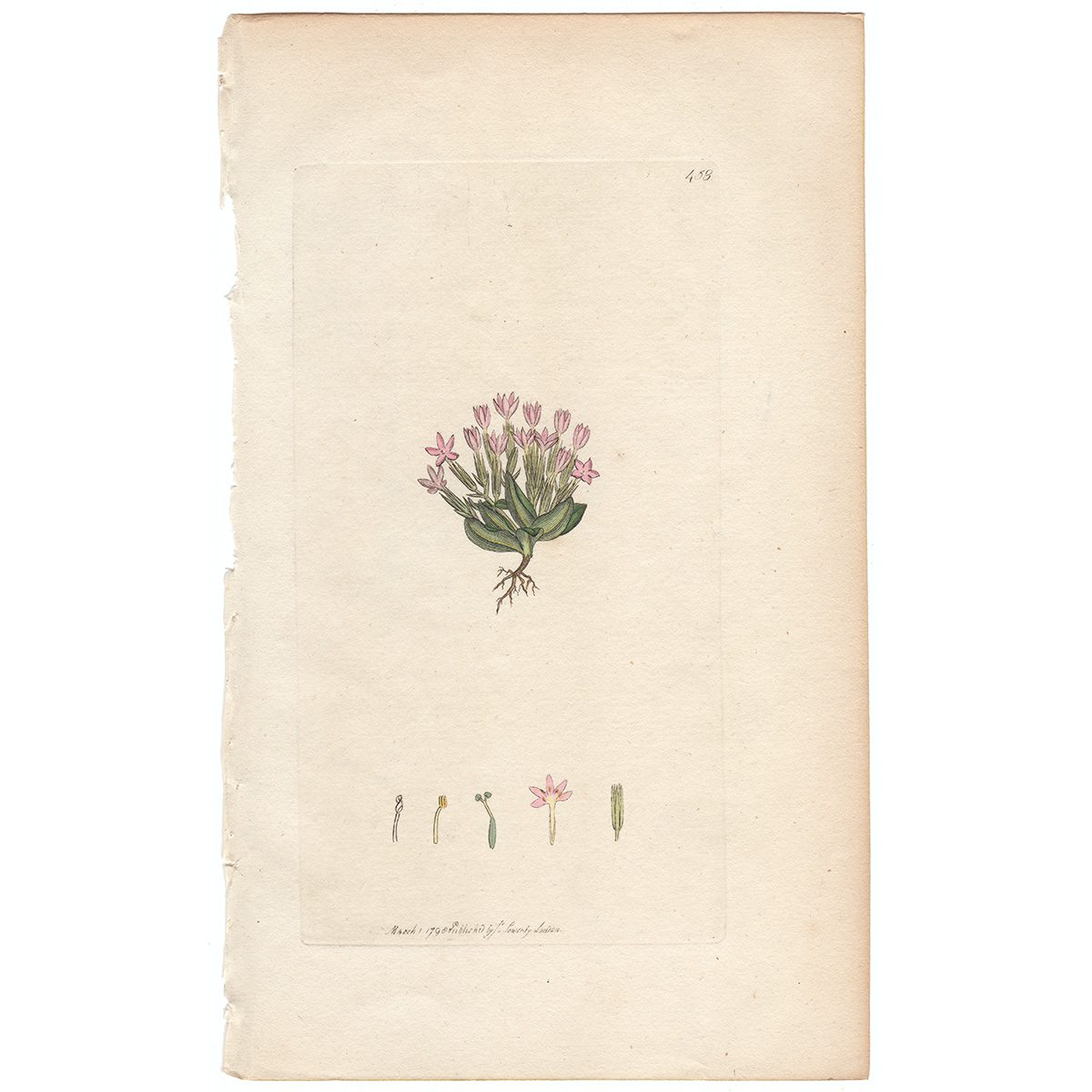 Sowerby Botany Plate 458 Dwarf branched Centaury