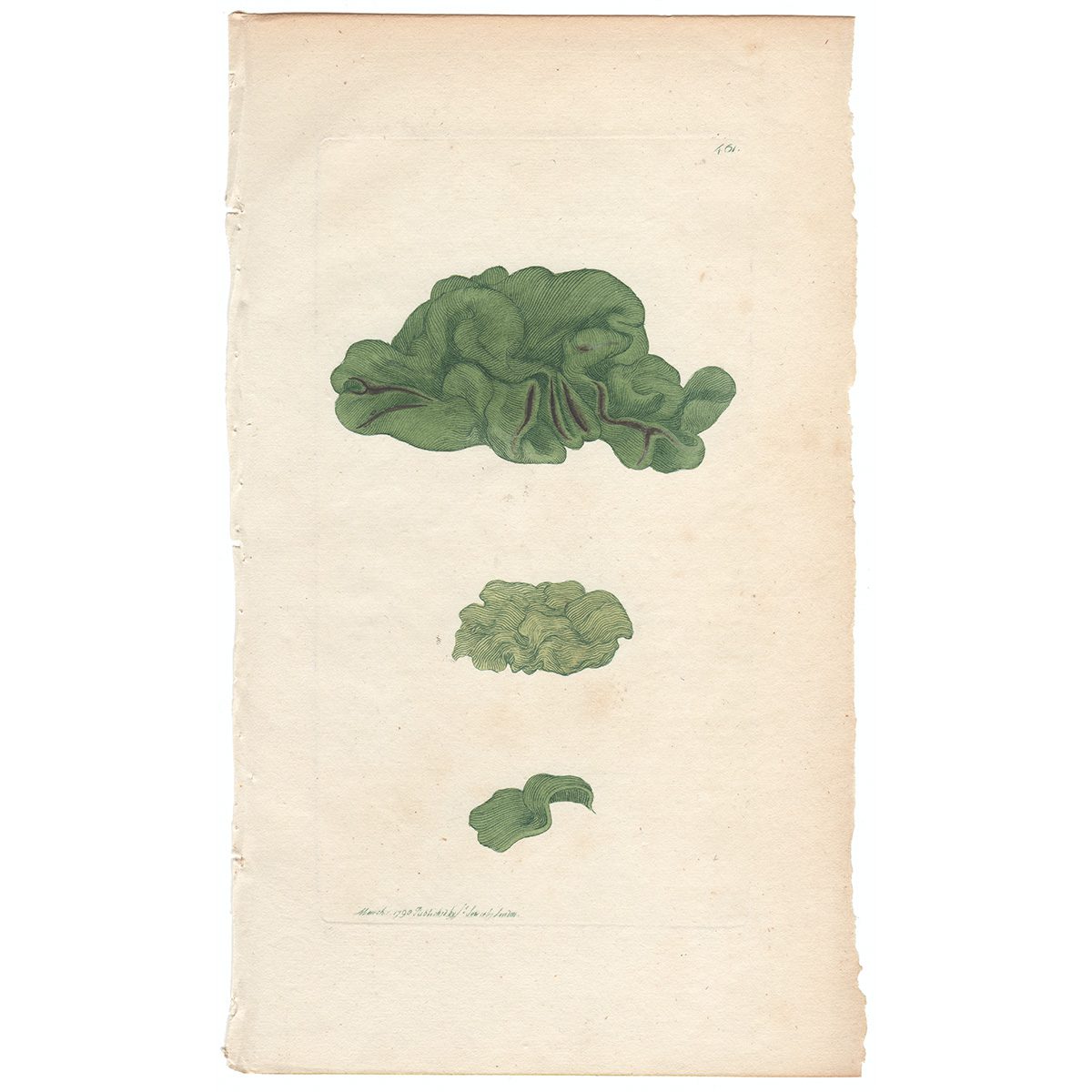 Sowerby Botany Plate 461 Ground Tremella