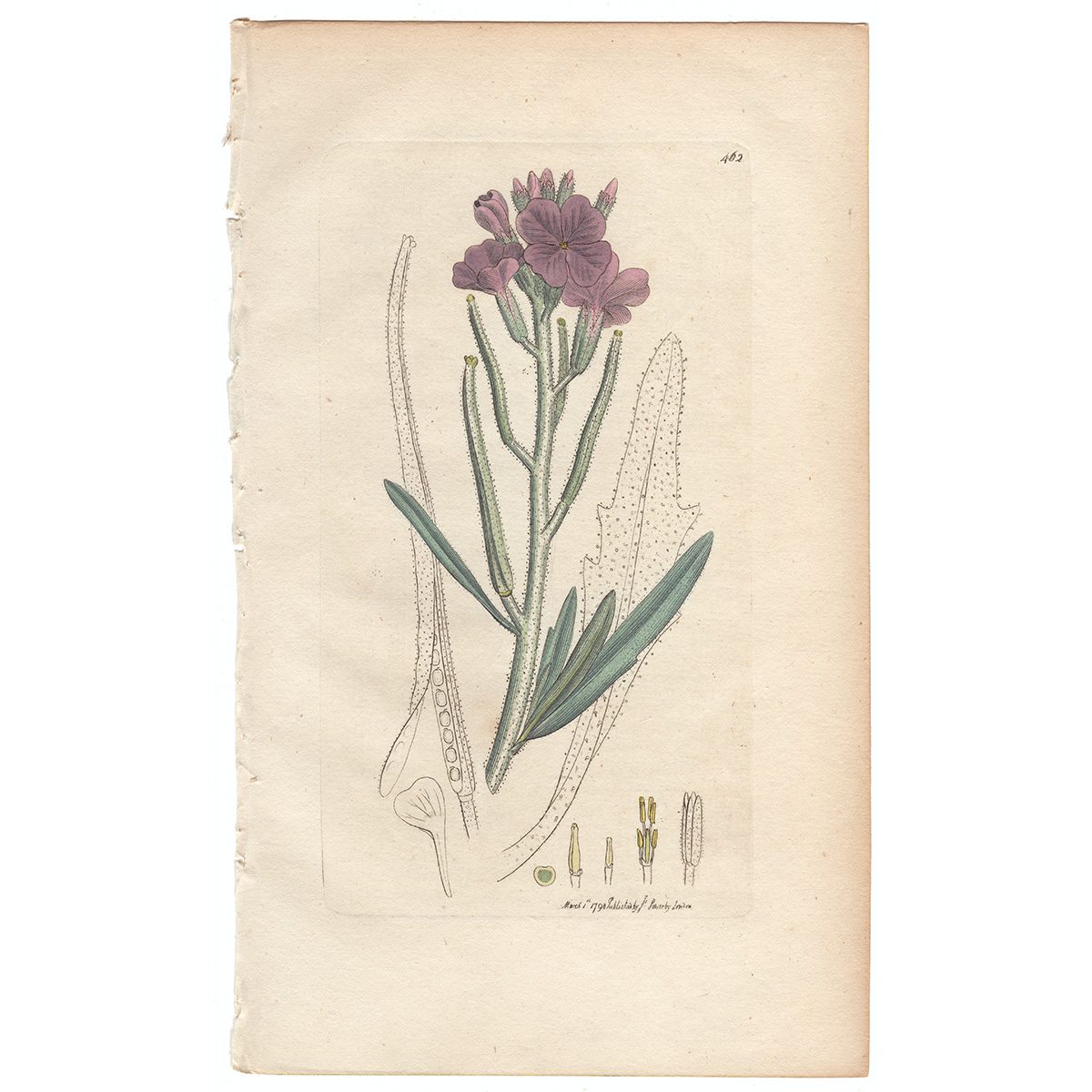 Sowerby Botany Plate 462 Sea Stock