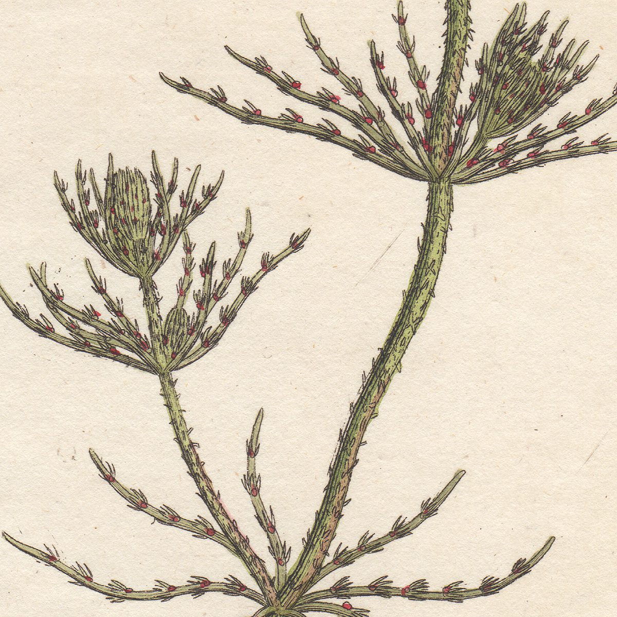 James Sowerby English Botany