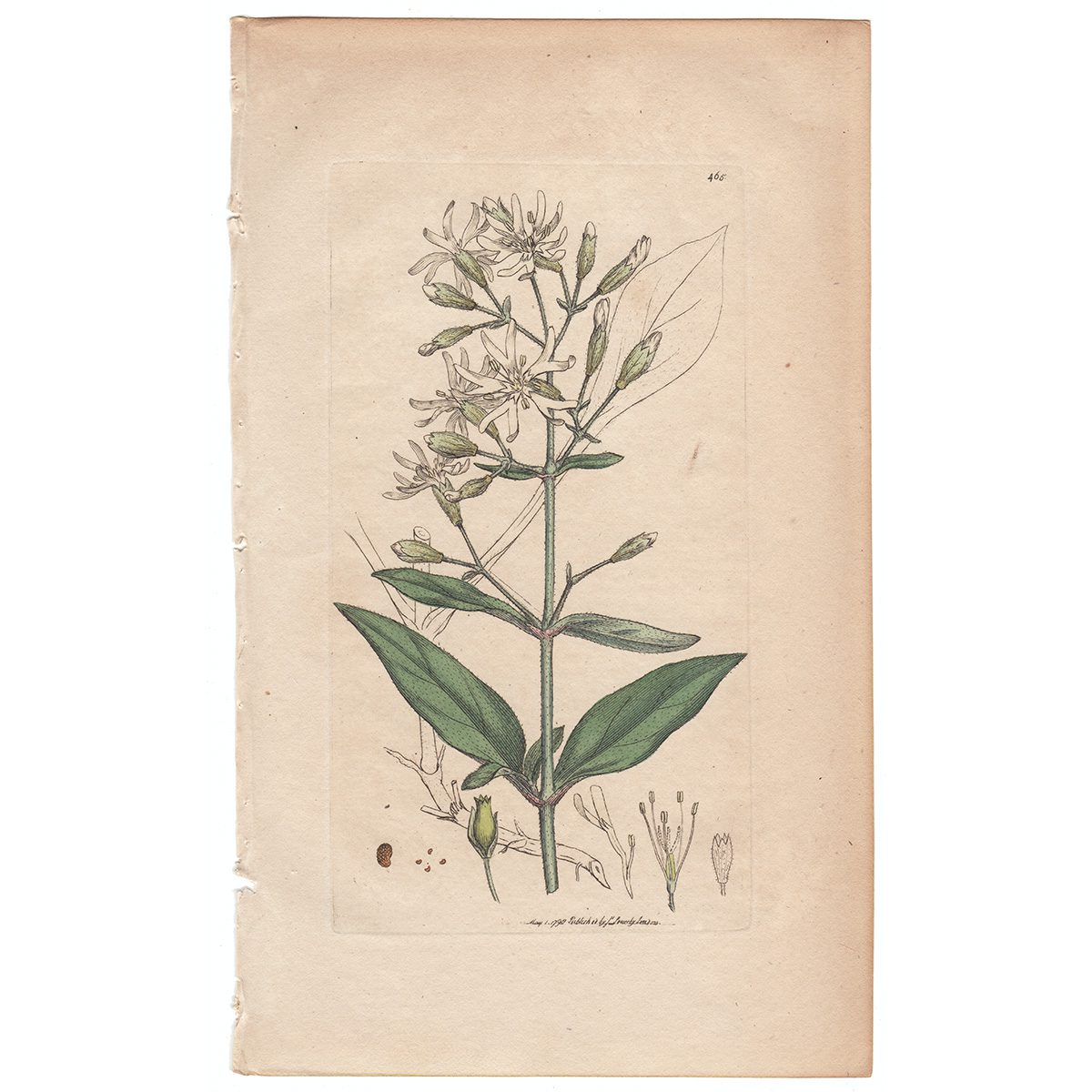 Sowerby Botany Plate 465 Nottingham Catch-fly