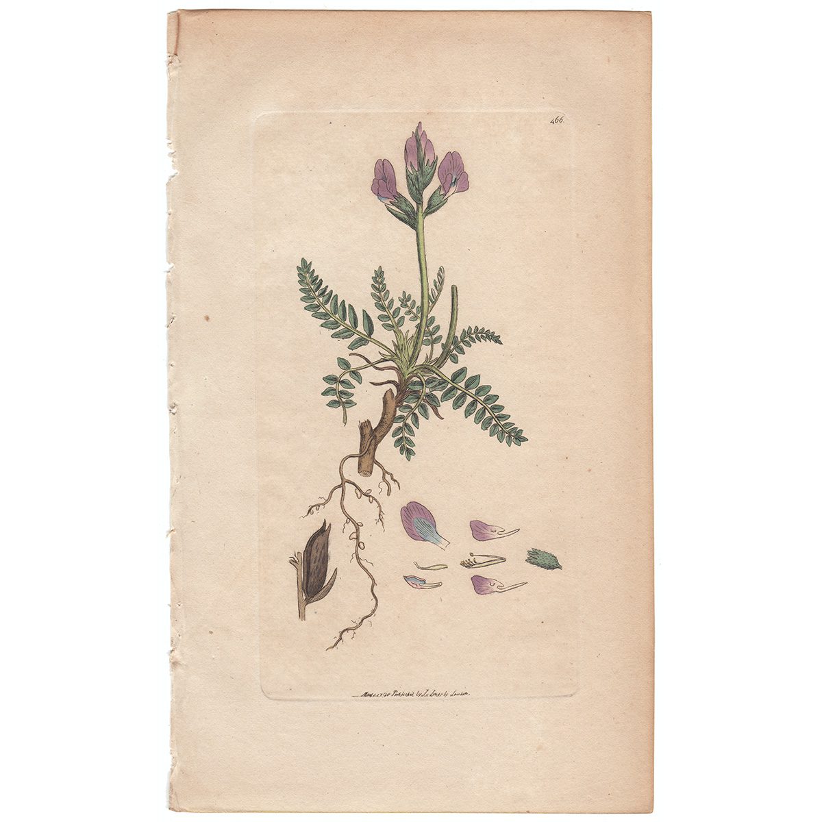 Sowerby Botany Plate 466 Hairy Mountain Milkwort
