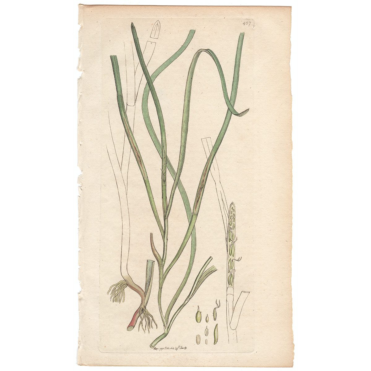 Sowerby Botany Plate 467 Common Grass-wrack