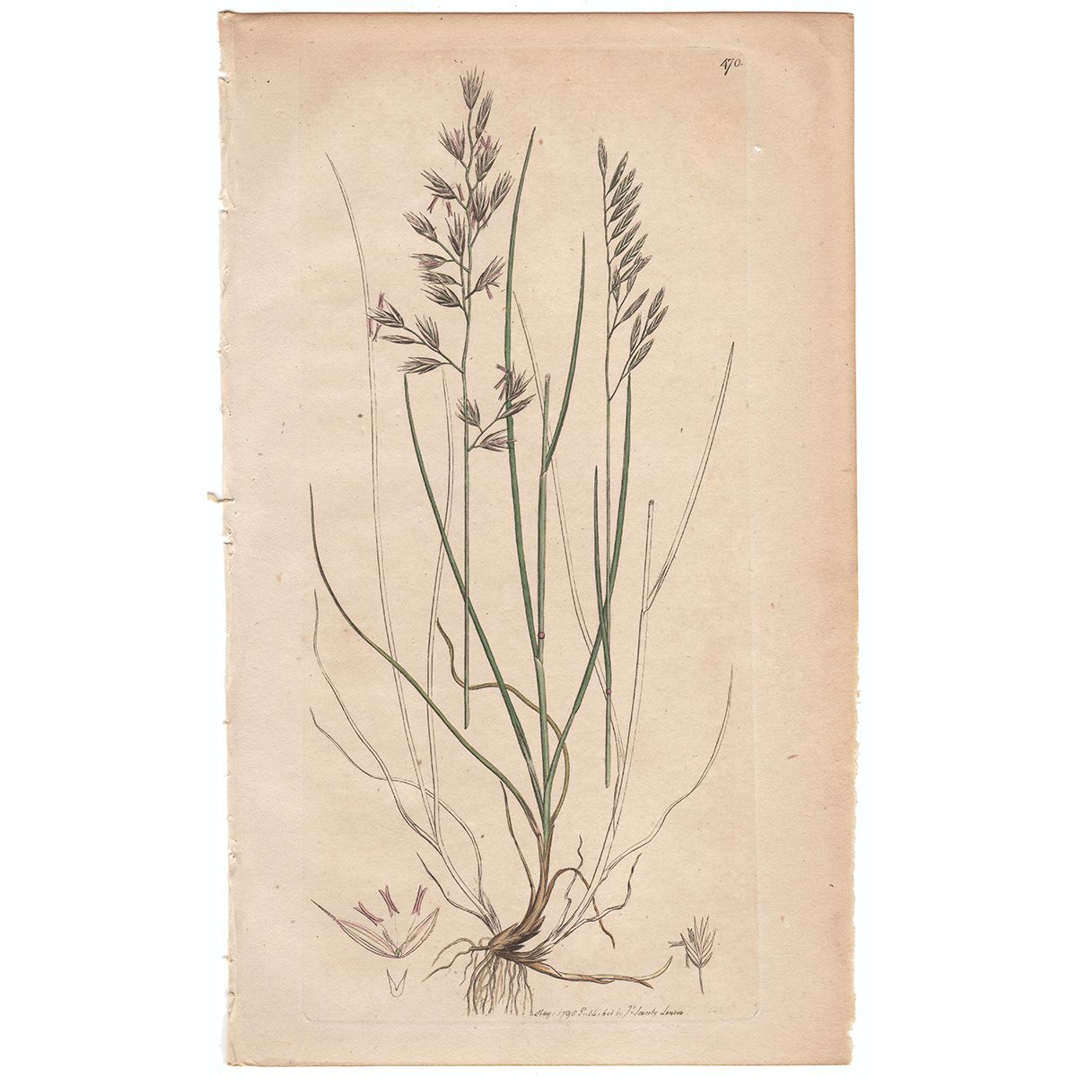 Sowerby Botany Plate 470 Hard Fescue-grass