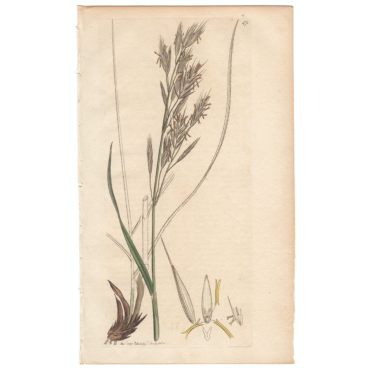 Sowerby Botany Plate 471 Upright Brome-grass
