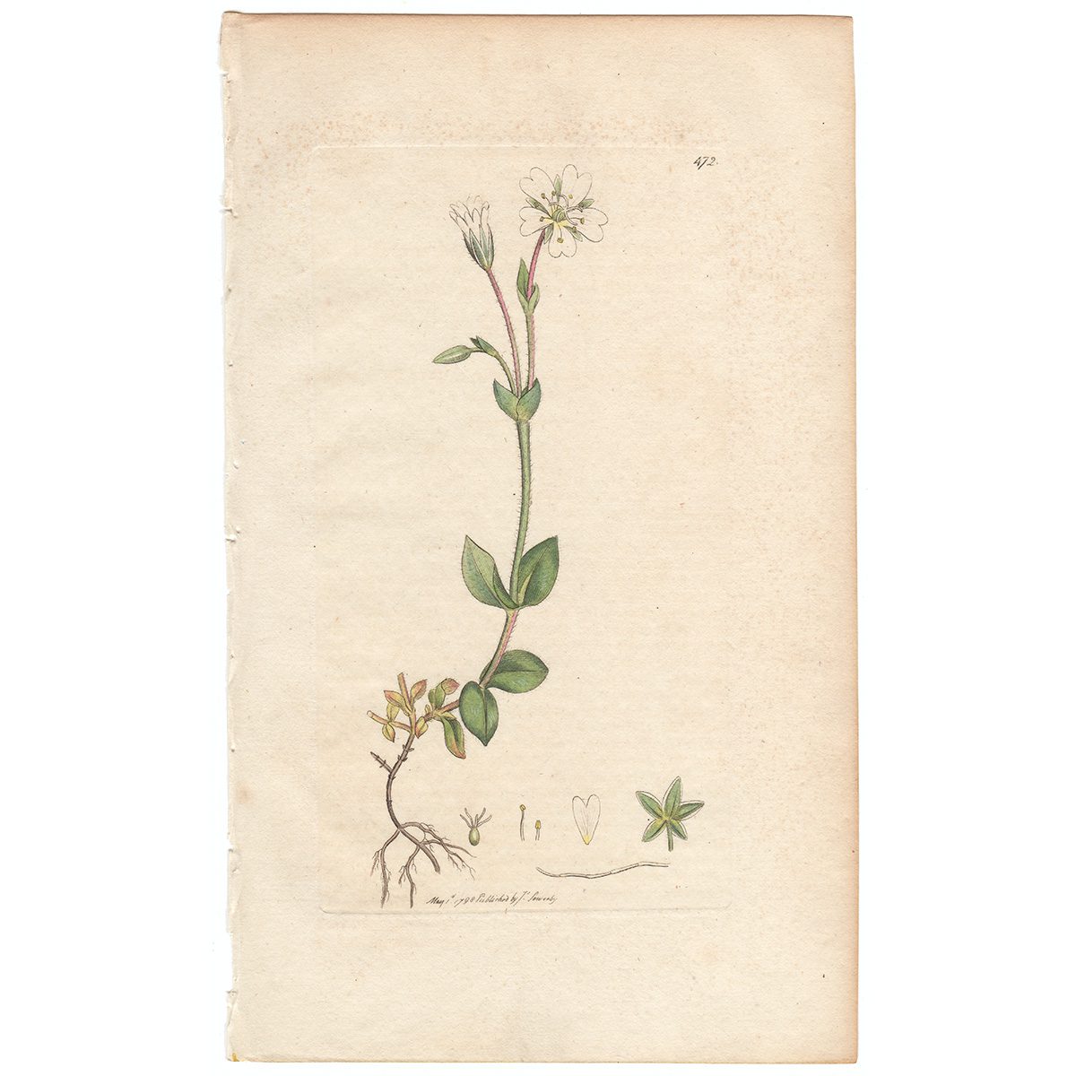 Sowerby Botany Plate 472 Alipine Chickweed