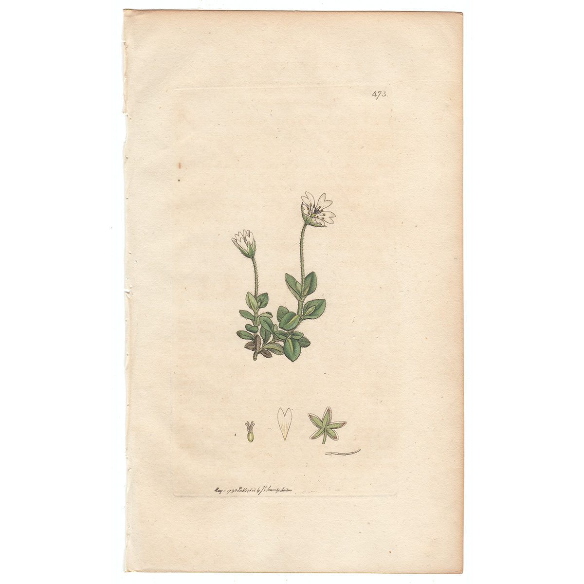 Sowerby Botany Plate 473 Broad-leaved Chickweed