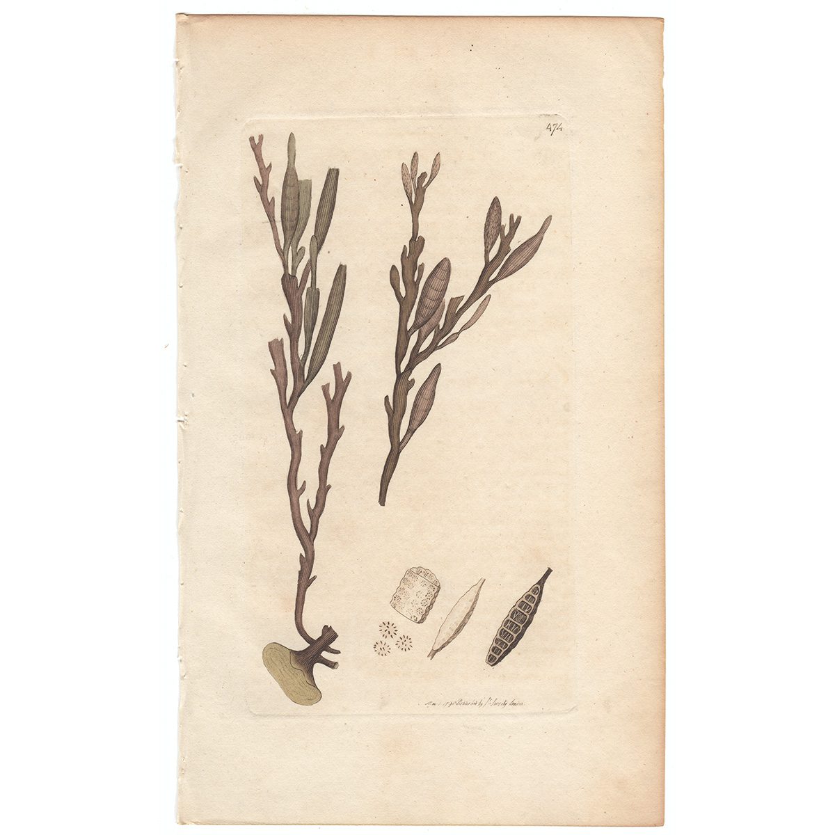 Sowerby Botany Plate 474 Podded Fucus