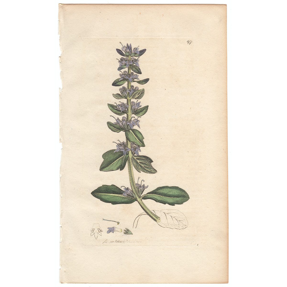 Sowerby Botany Plate 477 Alpine Bugle